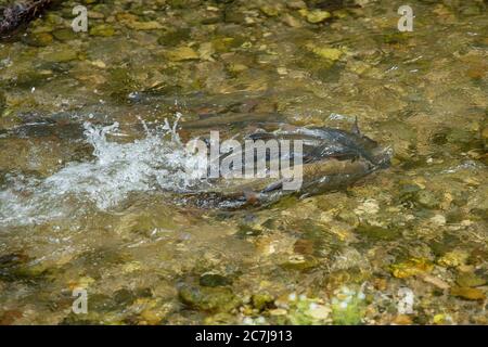 nase (Chondrostoma nasus), female spawning with several males, Germany, Bavaria, Nasenbach Stock Photo