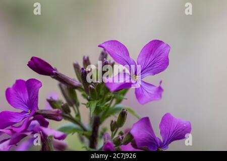 Honesty plant, Annual honesty (Lunaria annua), blooming, Netherlands