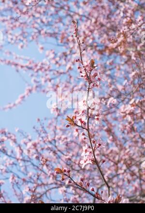 Twig with buds and cherry flowers in vertical format on a blurred background Stock Photo