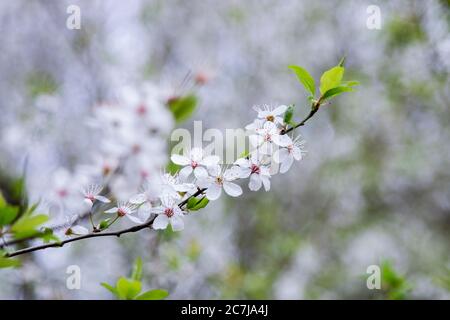 Wild cherry, blossoms, detail Stock Photo