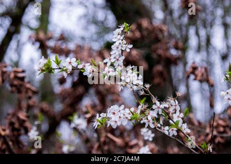 Wild cherry, blossoms, detail Stock Photo