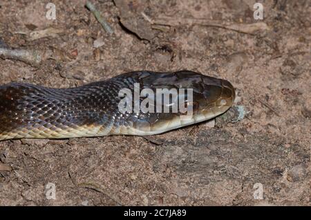 Black Rat Snake, Pantherophis obsoletus Stock Photo
