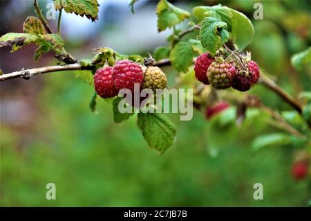 Some red raspberries on a raspberry bush with green leaves Stock Photo