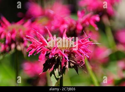 A bee pollinating a red monarda flower Stock Photo