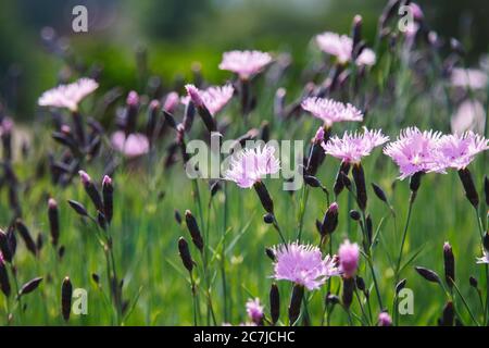 Carnations in the botanical garden Stock Photo