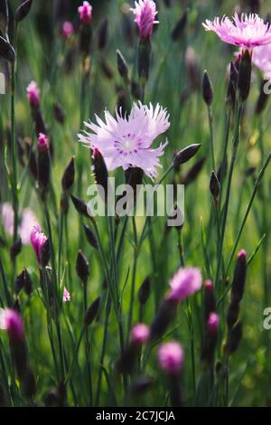 Carnations in the botanical garden Stock Photo
