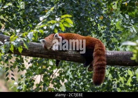 Red panda laying on a tree branch and enjoying its lazy day Stock Photo