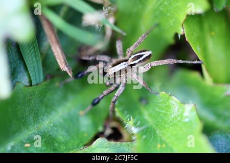 Alopecosa cuneata (spider) Stock Photo