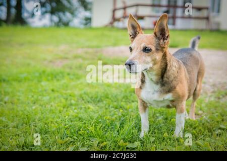White and brown basenji dog in a grassy field with a blurred background Stock Photo