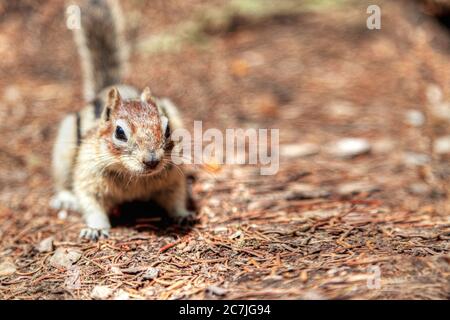 Golden Mantled ground squirrel at Banff National Park with copy space. The ground squirrel is a common sighting in the Canadian Rockies. Stock Photo