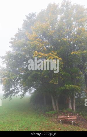 Trees and bench in the fog, near Reischlhof between Sonnen and Wegscheid, Bavarian Forest, Bavaria, Germany Stock Photo