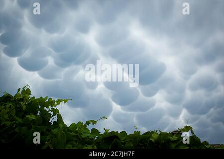 Menacing mammatus clouds before the storm, stormy sky, climate change and unpredictable terrifying mother nature Stock Photo