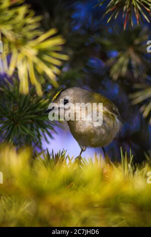 Cute little bird Goldcrest in tree. Natural background. Bird: Goldcrest. Regulus regulus. Stock Photo