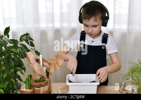 The boy, cultivates soil in a flower pot rake, is engaged in the planting of hyacinths. Stock Photo
