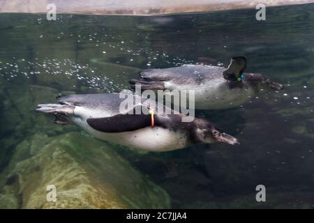 A pair of Humbolt penguins swim at the Woodland Park Zoo in Seattle on July 17, 2020. The zoo reopened after King County progressed to phase 2 of gove Stock Photo