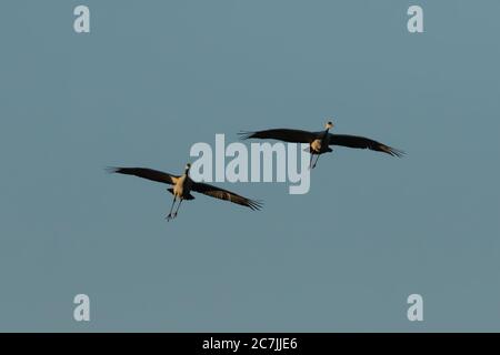 Two Sandhill Cranes, Antigone canadensis, in flight near sunset in the Bosque del Apache National Wildlife Refuge, New Mexico, USA. Stock Photo