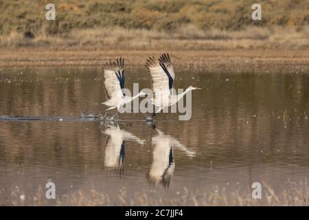 Two Sandhill Cranes, Antigone canadensis, begin their takeoff run to take flight in the Bosque del Apache National Wildlife Refuge, New Mexico, USA. Stock Photo