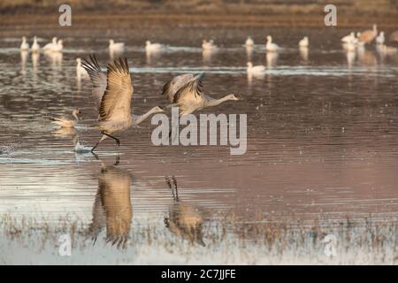 Two Sandhill Cranes, Antigone canadensis, take flight in the Bosque del Apache National Wildlife Refuge, New Mexico, USA.  A  flock of snow geese, Che Stock Photo