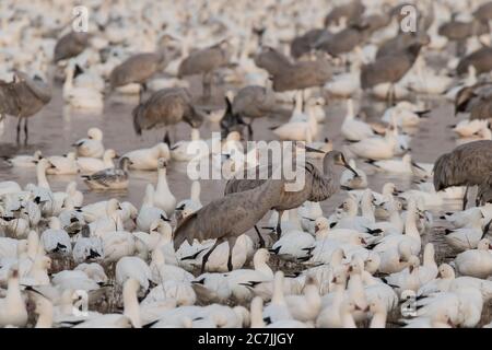 Sandhill Cranes, Antigone canadensis, roosting with Snow Geese, Anser caerulescens, in a shallow pond in the Bosque del Apache National Wildlife Refug Stock Photo