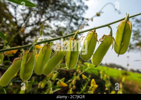 Row of green hairy pods of Sunn Hemp or Sunn crotalaria (Crotalaria juncea) in the field. Stock Photo