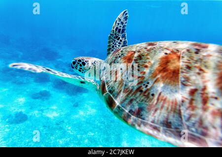 Green Sea Turtle (Chelonia mydas), Balicasag Island, Philippines Stock Photo