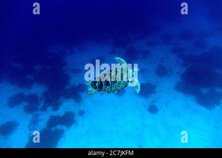 Green Sea Turtle (Chelonia mydas), Balicasag Island, Philippines Stock Photo