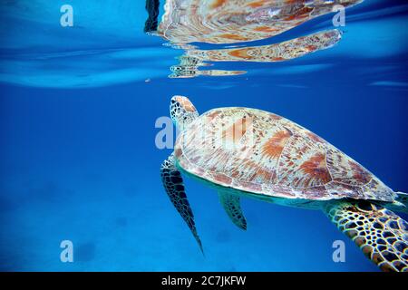 Green Sea Turtle (Chelonia mydas), Balicasag Island, Philippines Stock Photo