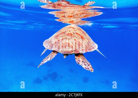 Green Sea Turtle (Chelonia mydas), Balicasag Island, Philippines Stock Photo