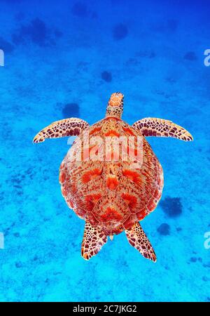 Green Sea Turtle (Chelonia mydas), Balicasag Island, Philippines Stock Photo