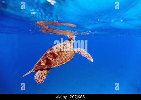 Green Sea Turtle (Chelonia mydas), Balicasag Island, Philippines Stock Photo