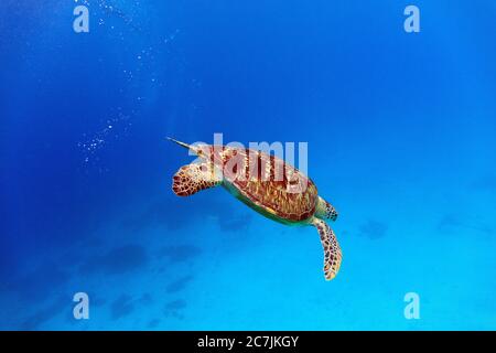 Green Sea Turtle (Chelonia mydas), Balicasag Island, Philippines Stock Photo