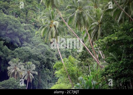 Loboc River, Bohol, Central Visayas, Philippines Stock Photo