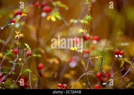 Spain, Cuenca, Wicker cultivation in Canamares in autumn Stock Photo