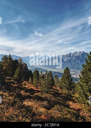 On the way on the Tyrolean stone pine path, view of the Karwendel massif with stone pine in the foreground Stock Photo