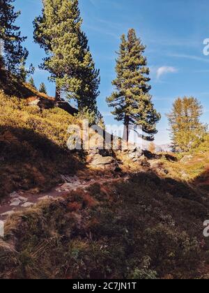 large Swiss stone pine grows along the way, on the Tyrolean Swiss stone pine path Stock Photo