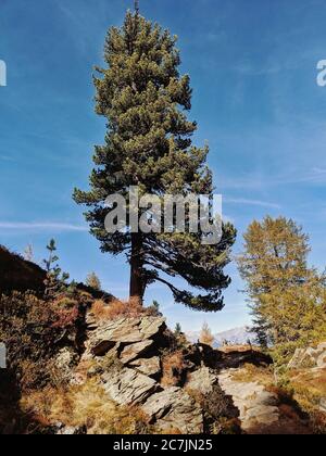 large Swiss stone pine grows along the way, on the Tyrolean Swiss stone pine path Stock Photo