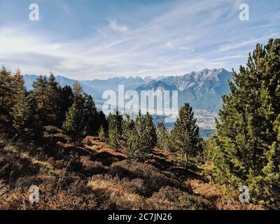 On the way on the Tyrolean stone pine path, view of the Karwendel massif with stone pine in the foreground Stock Photo
