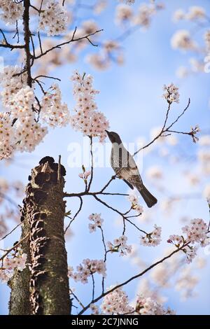 One bird perched on a branch of cherry tree eating nectar from full bloom cherry blossoms. Stock Photo