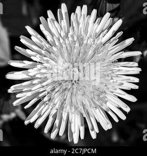 Closeup of dandelion in black and white Stock Photo