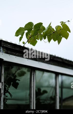 Vertical shot of a tree branch growing on an abandoned building with glass windows Stock Photo