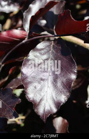 Vertical closeup shot of copper beech leaves on a blurred background Stock Photo