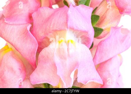 Fragment of the flower "Snapdragon" (Latin Antirrhinum) - a perennial herb with large green stems of the Plantain family on a white background Stock Photo