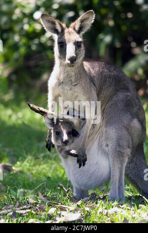 Vertical closuep shot of a cute kangaroo with its baby in the pouch Stock Photo