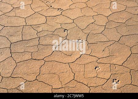 Traces of an animal on the dried and cracked soil. Background Stock Photo