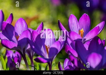 Purple crocus flowers on the wayside in Wilhelmshaven, Lower Saxony ...