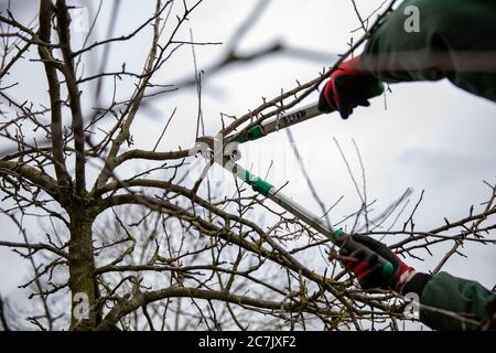 Apple tree, pruning, anvil pruner, tree pruning, garden, Wilhelmshaven, Stock Photo