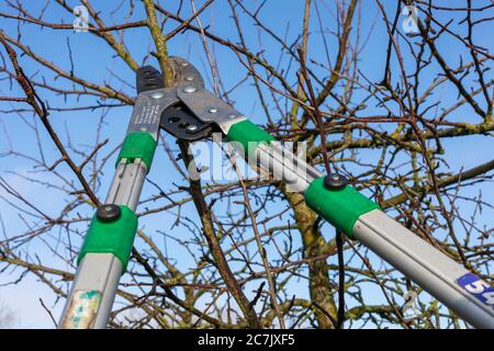 Apple tree, pruning, anvil scissors, cutting blade, tree pruning, garden, Wilhelmshaven, Stock Photo