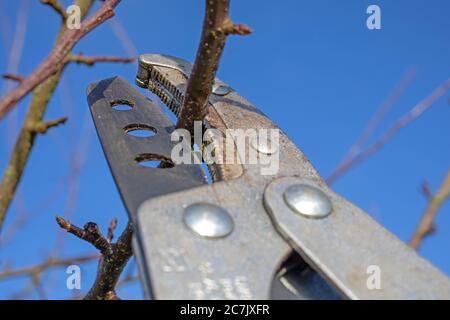 Apple tree, pruning, anvil scissors, cutting blade, tree pruning, garden, Wilhelmshaven, Stock Photo