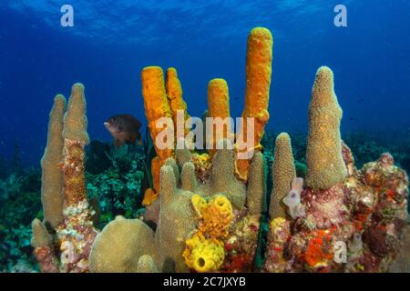 Colorful corals, sponges and sea fans in caribbean sea with sun backlight in blue ocean Stock Photo