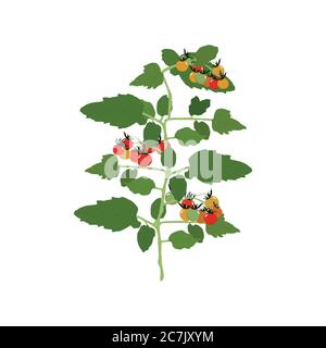 Tomatoes. Vector illustration. Branch with tomatoes, inflorescence and leaves Stock Vector